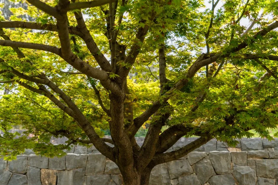 4. Coral Bark Maple (Acer palmatum 'Sango Kaku') - The Year-Round Performer (Image Credits: Pexels)