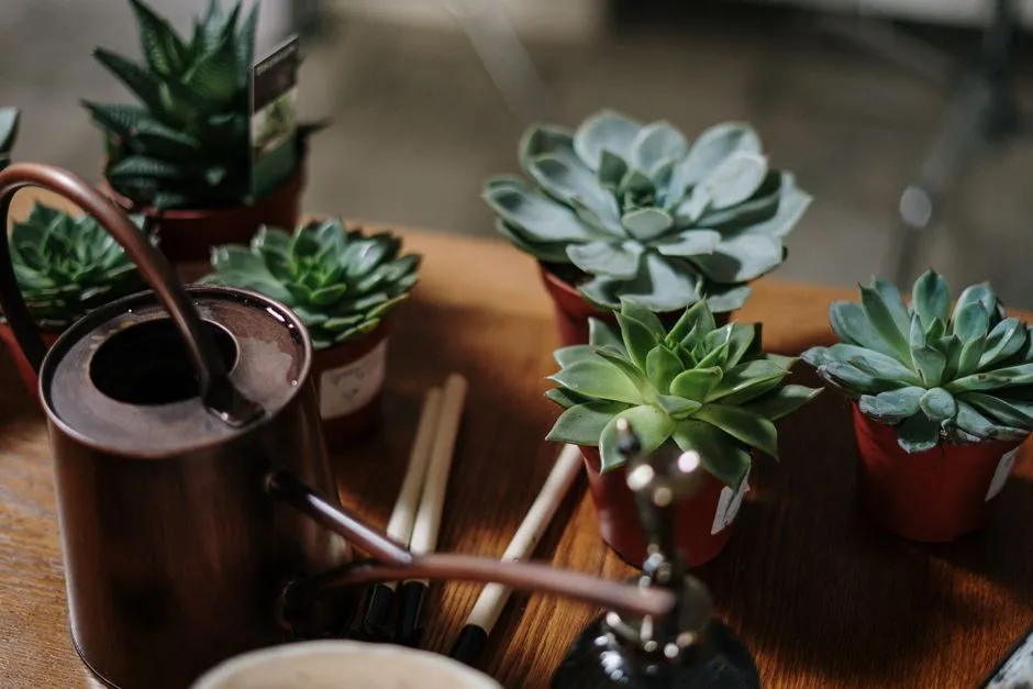 Watering Frequency Must Change With the Seasons (Image Credits: Pexels)