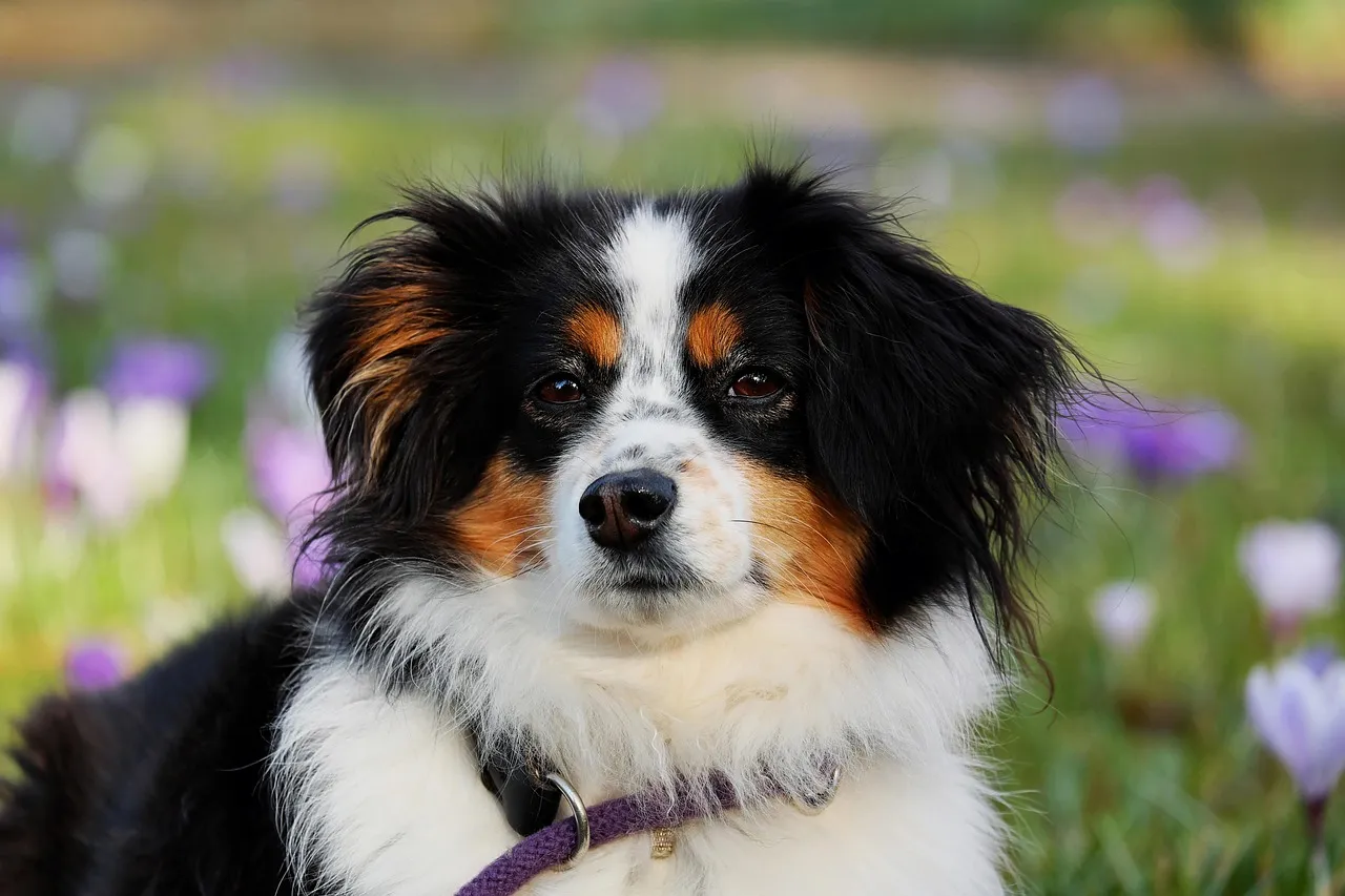 Cortisol Levels Even Sync Between Dogs and Their Owners (Image Credits: Pixabay)
