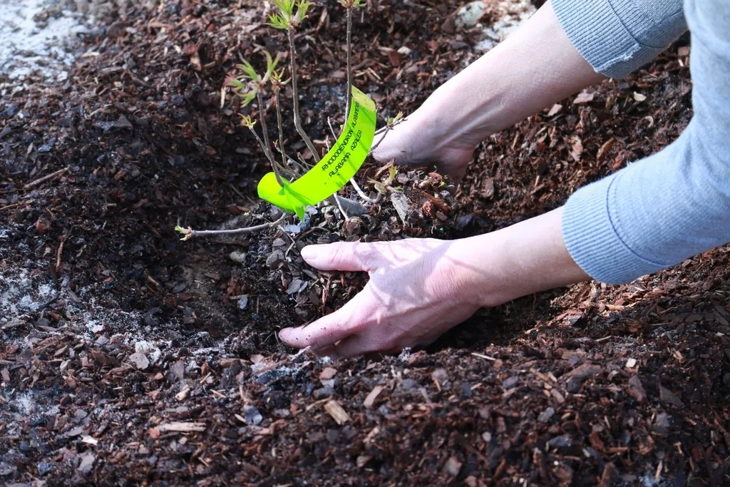 The Correct Way to Mulch Going Forward (Image Credits: Rawpixel)