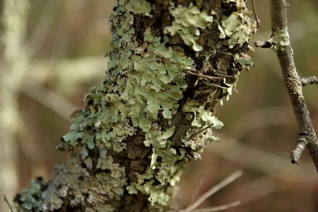 What a Healthy Lichen Presence Actually Tells You (Image Credits: Rawpixel)