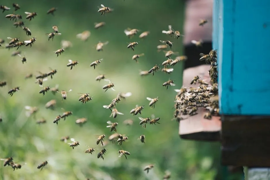 Record Colony Losses Don't Tell the Whole Story (Image Credits: Pexels)