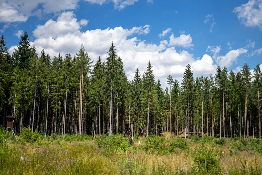 The Pfynwald Experiment: Two Decades of Evidence (Image Credits: Unsplash)