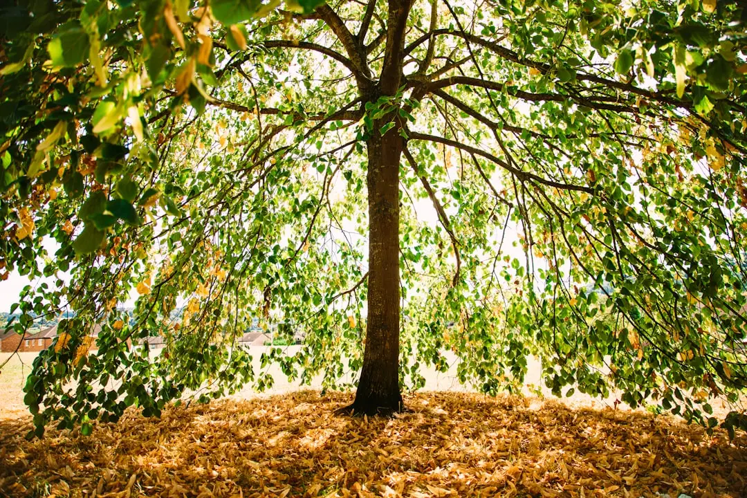 Why Canopy Trees Are the Most Effective Natural Cooling Tool (Image Credits: Unsplash)