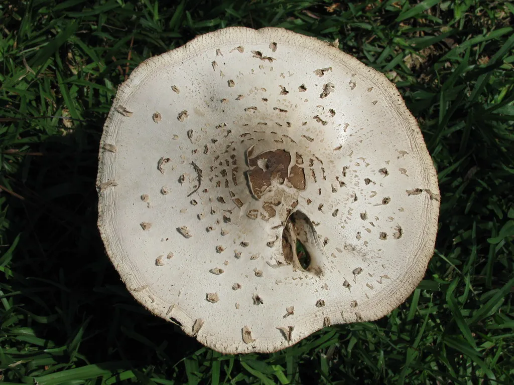 Mushrooms: Heat Unlocks the Antioxidants (NatalieMaynor, Flickr, CC BY 2.0)