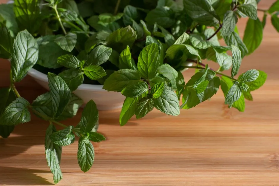 The Carbon-Nutrient Balance: Plants Choosing Between Growing and Defending (Image Credits: Pexels)