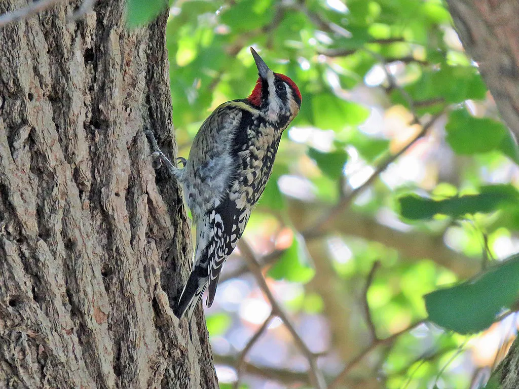 How the Drilling Pattern Builds Over Time (611catbirds, too, Flickr, CC BY 2.0)