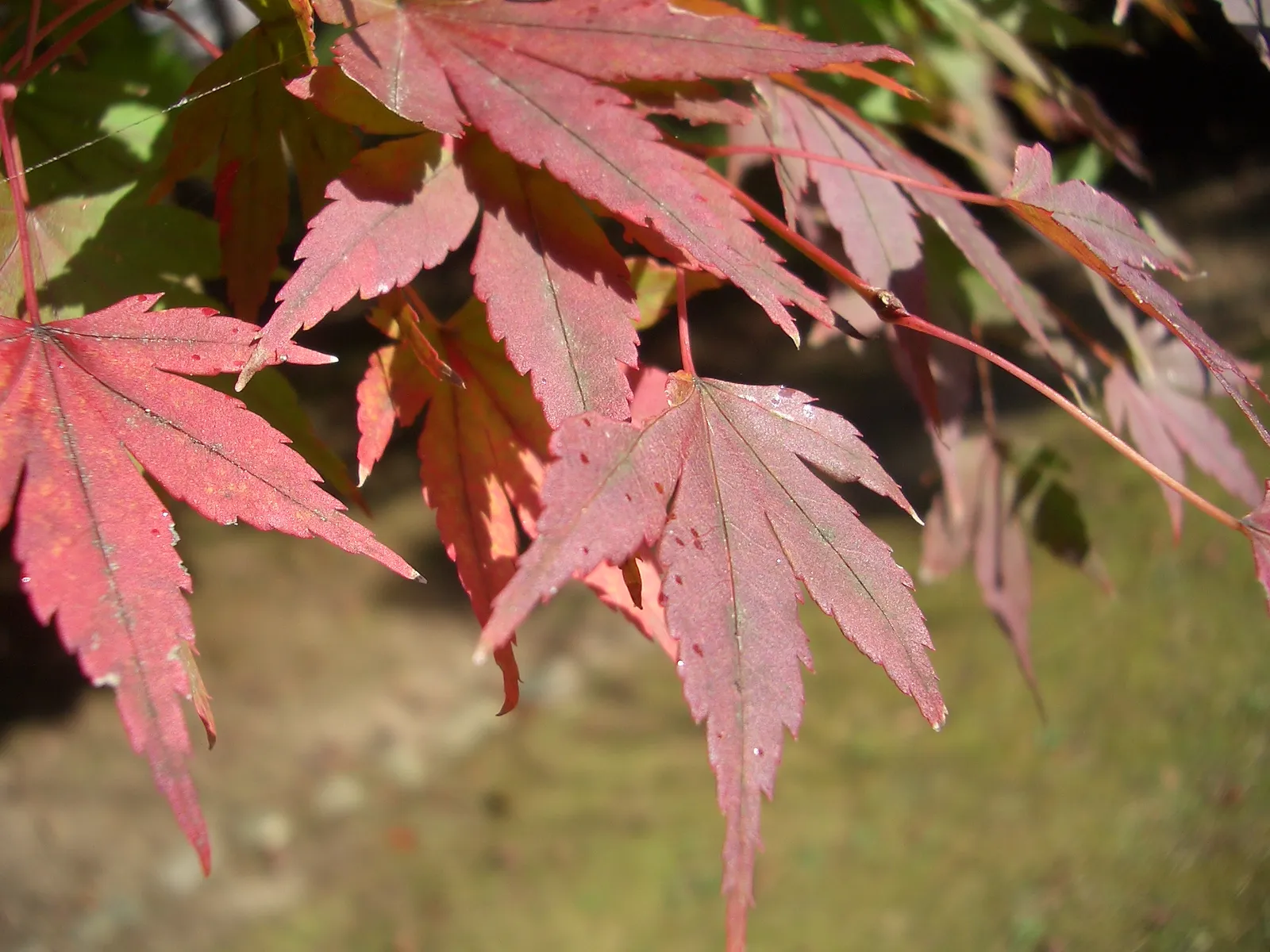 How Weather and Soil Shape the Intensity of Color (By Aney, CC BY-SA 3.0)