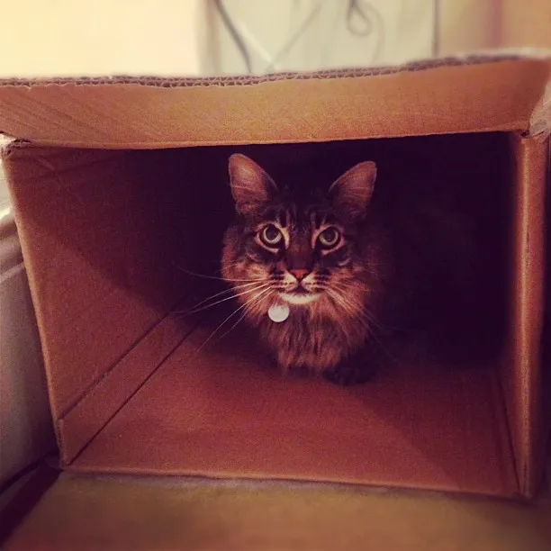 Boxes Tap Into Hunting Behavior (Matt Biddulph, Flickr, CC BY-SA 2.0)