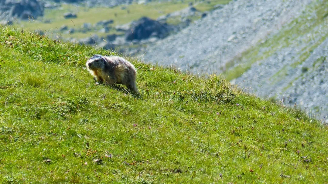 Long-Term Habitat Modification Around Your Property (Image Credits: Unsplash)