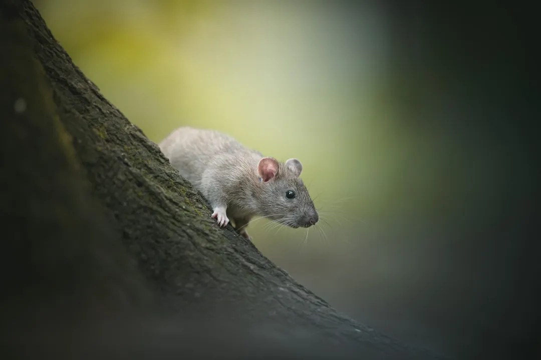 Rats Are Better Climbers Than You'd Guess (Image Credits: Unsplash)