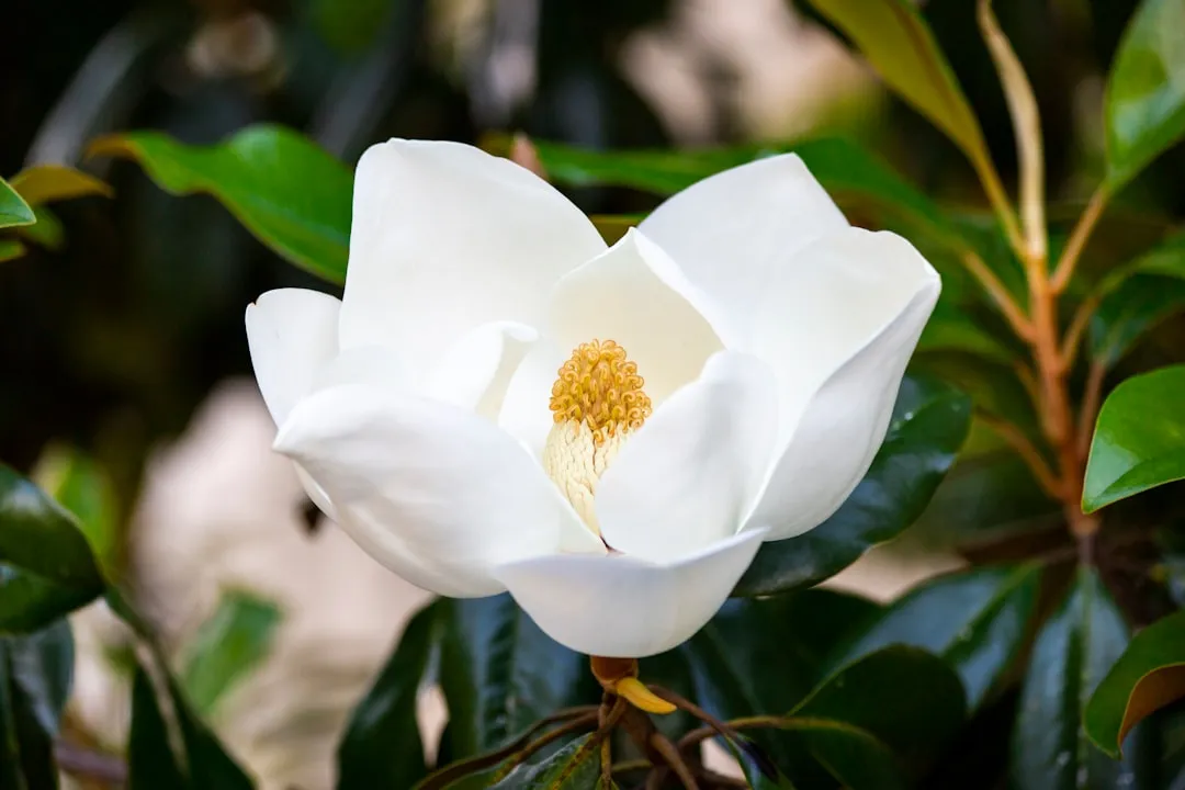 4. Southern Magnolia (Magnolia grandiflora): Year-Round Shade with Show-Stopping Flowers (Image Credits: Unsplash)
