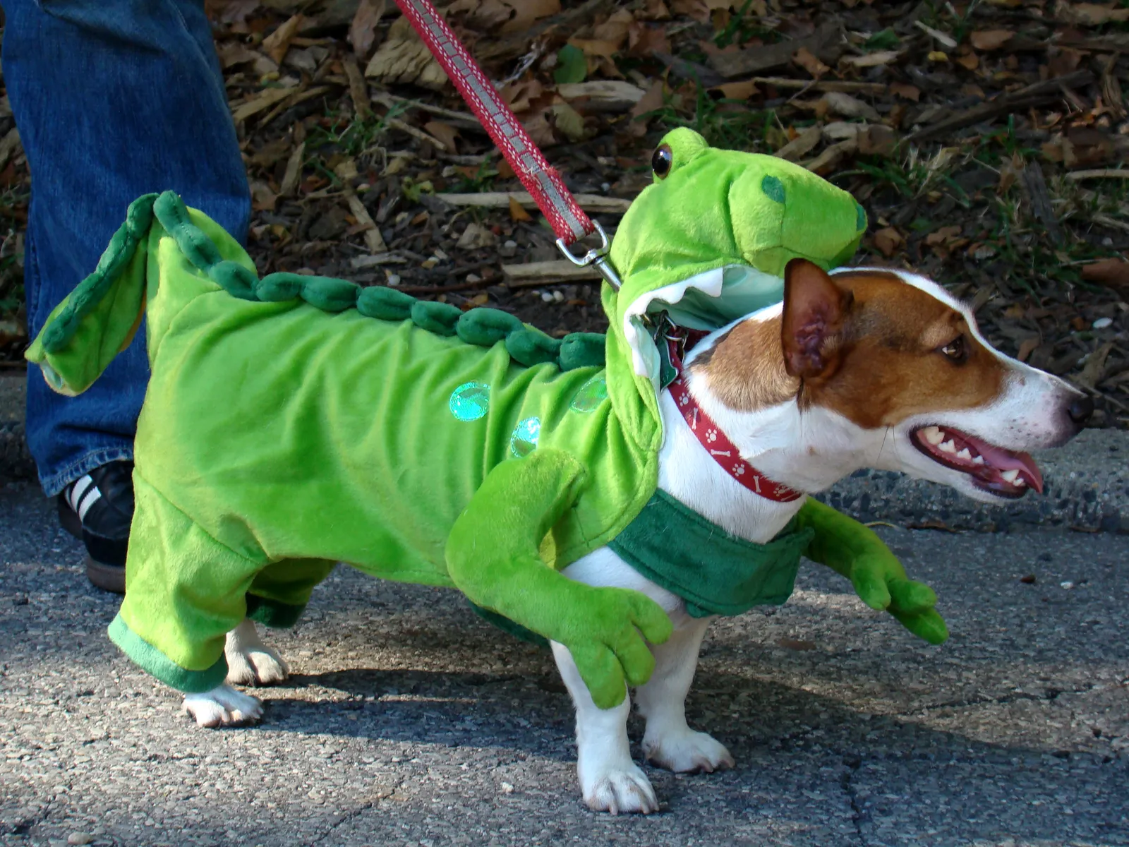 5. The Dinosaur (jurassic bark

Uploaded by Fæ, CC BY 2.0)