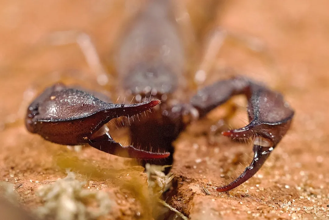 Reduce the Conditions That Attract Scorpions to Your Plants (Image Credits: Unsplash)