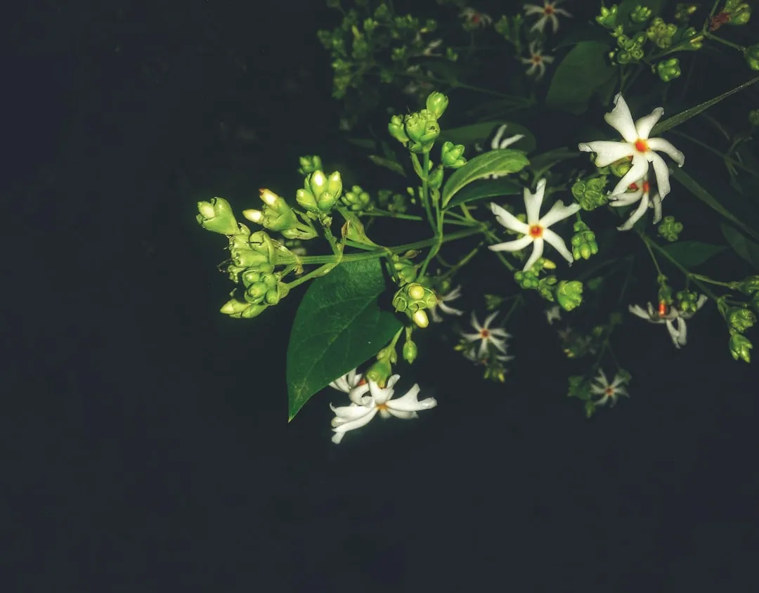2. Night-Blooming Jasmine (Cestrum nocturnum): The Neighborhood Perfumer (Image Credits: Unsplash)