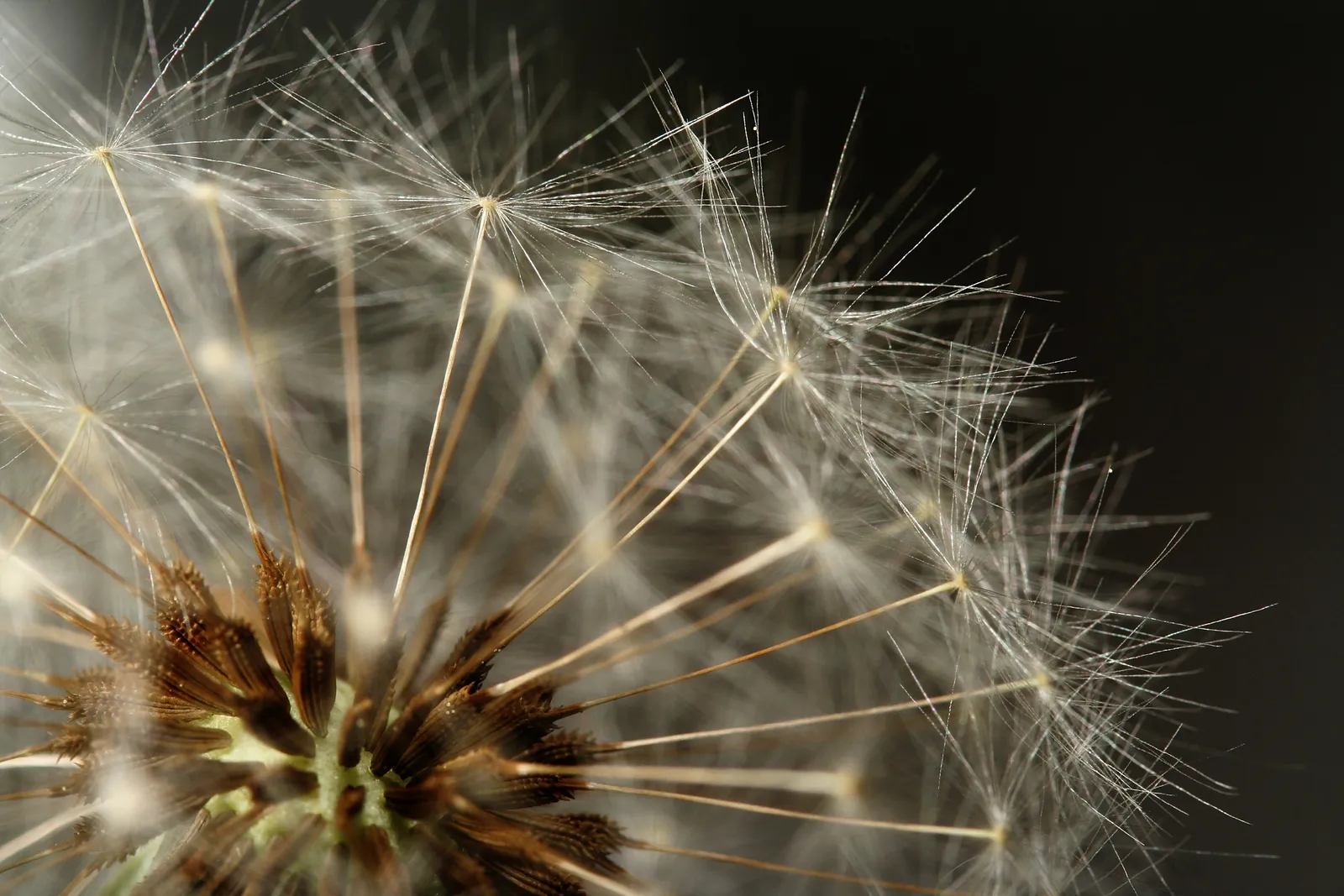 How Experts Actually Recommend Managing Them (By che, CC BY-SA 2.5)