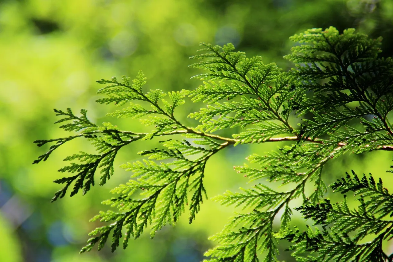 2. Thuja 'Green Giant' - The Refined Alternative (Image Credits: Pixabay)