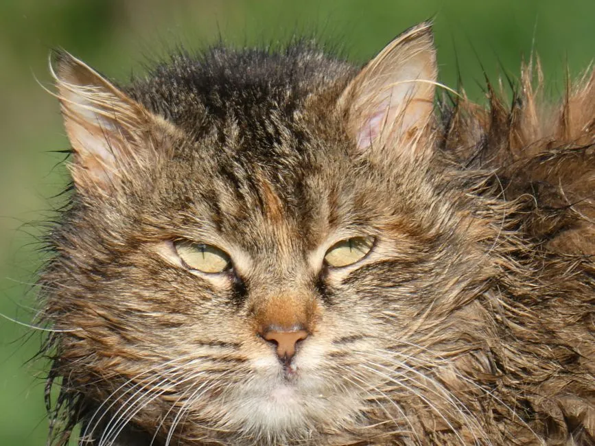What Happens to a Cat's Body When It Gets Wet (Image Credits: Pexels)