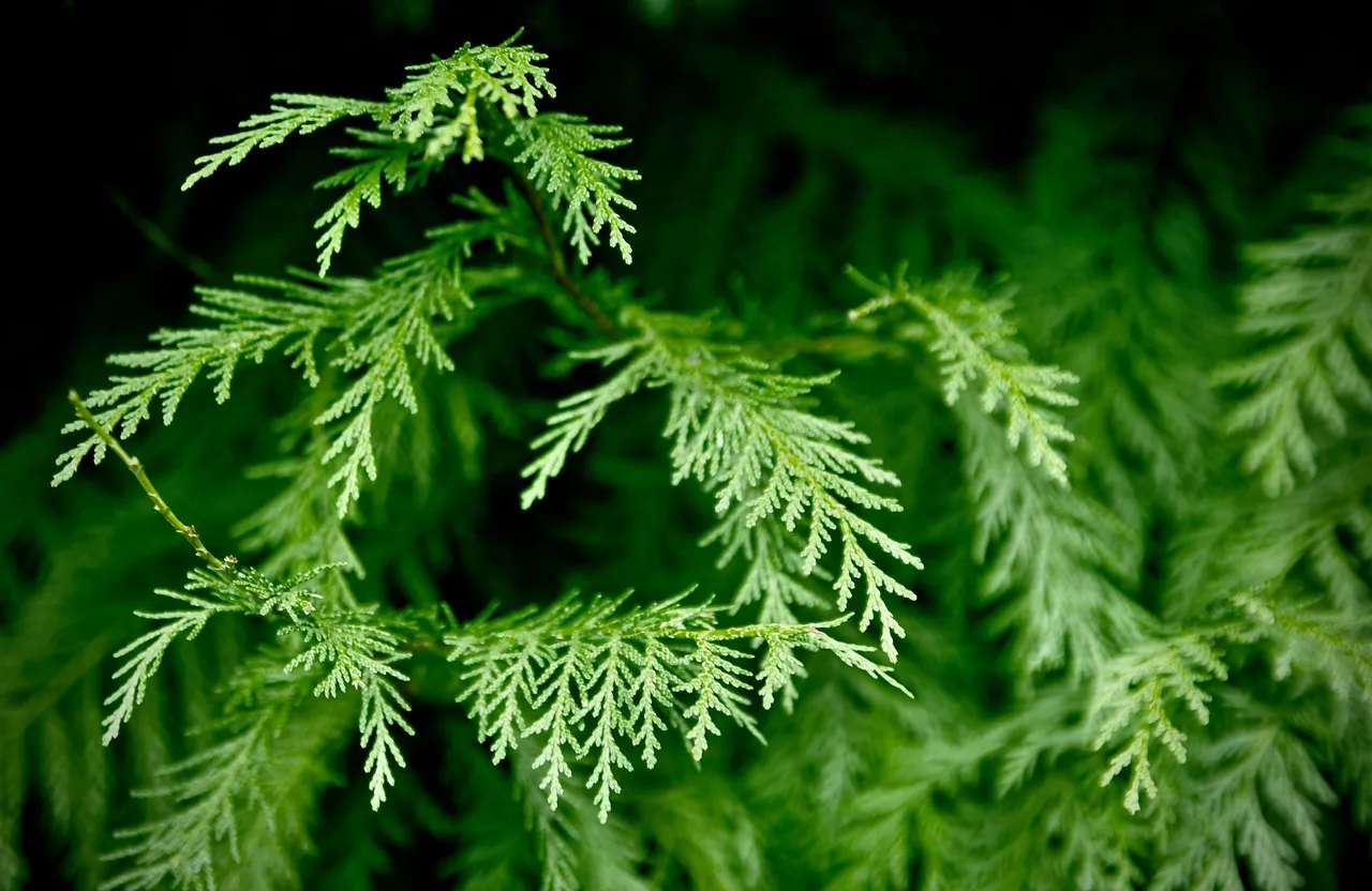 Western Hemlock (Tsuga heterophylla): The Shade-Lover's Choice (Image Credits: Pixabay)