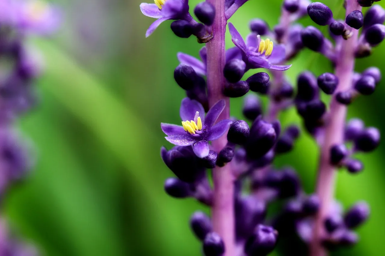 Liriope (Lilyturf) (Image Credits: Pixabay)