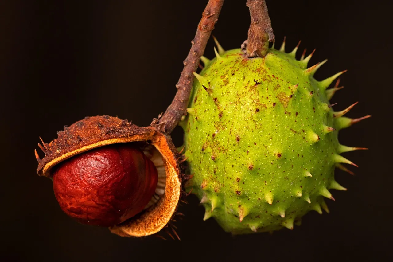 California Buckeye: A Native Deciduous Option (Image Credits: Pixabay)
