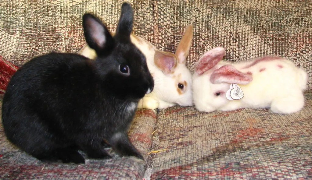 Is Freezing Actually Stressful for the Rabbit? (SeeMidTN.com (aka Brent), Flickr, CC BY 2.0)