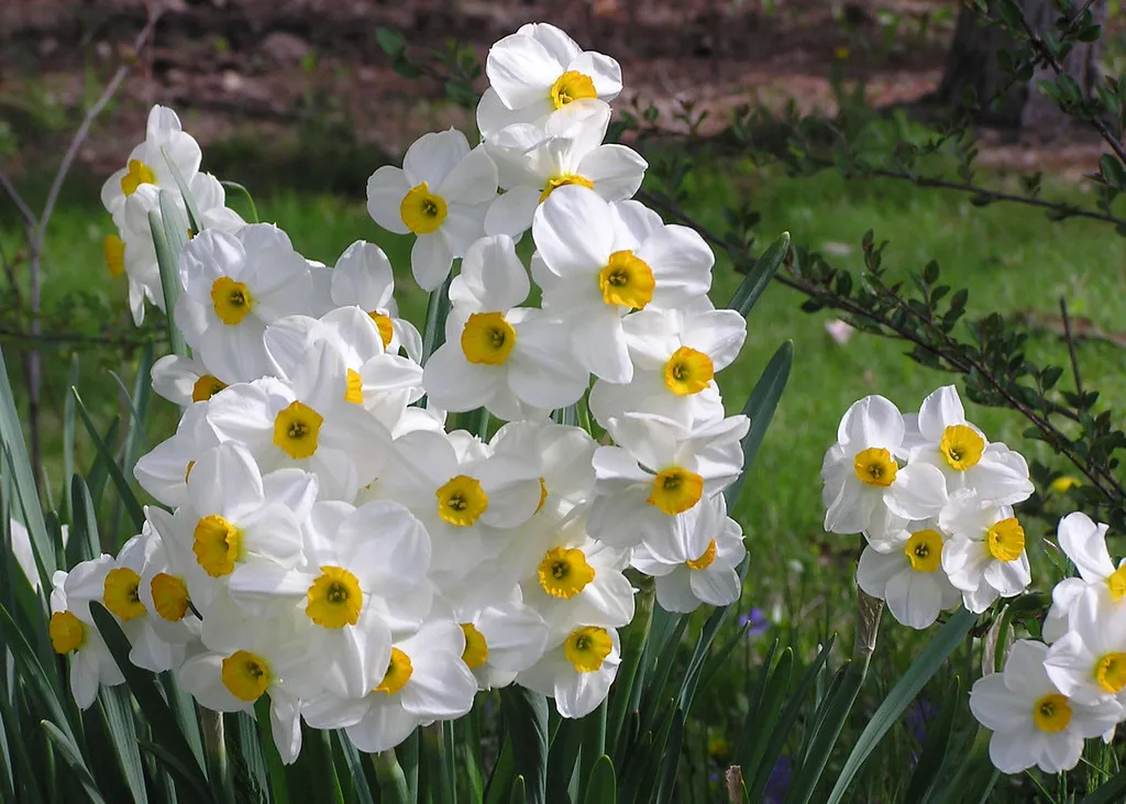 The Bulb Foliage Mistake That Ruins Spring Displays (normanack, Flickr, CC BY 2.0)