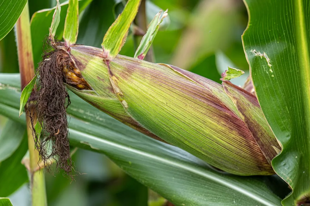 Corn's Root Zone: What Happens When Rows Get Too Narrow (Image Credits: Unsplash)