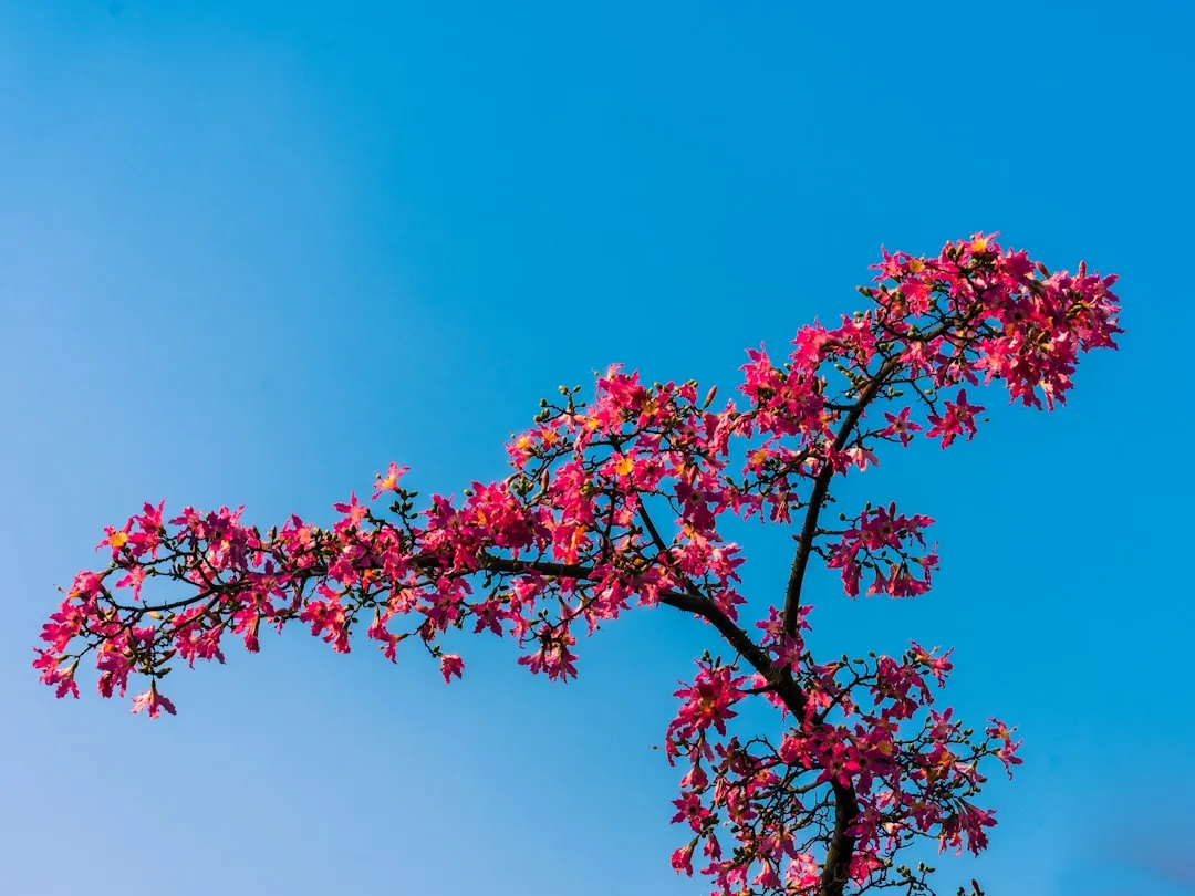 Silk Floss Tree For A Bold Statement Piece (Image Credits: Unsplash)