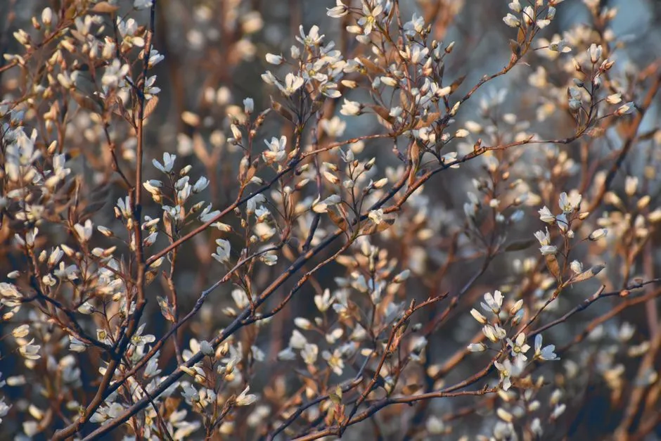 2. Serviceberry (Amelanchier): Four Seasons of Honest Beauty (Image Credits: Pexels)