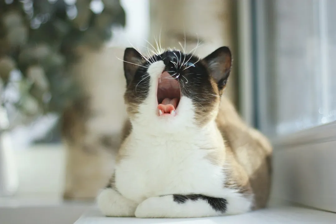 The Science Behind How Purring Actually Works Changed in 2023 (Image Credits: Unsplash)