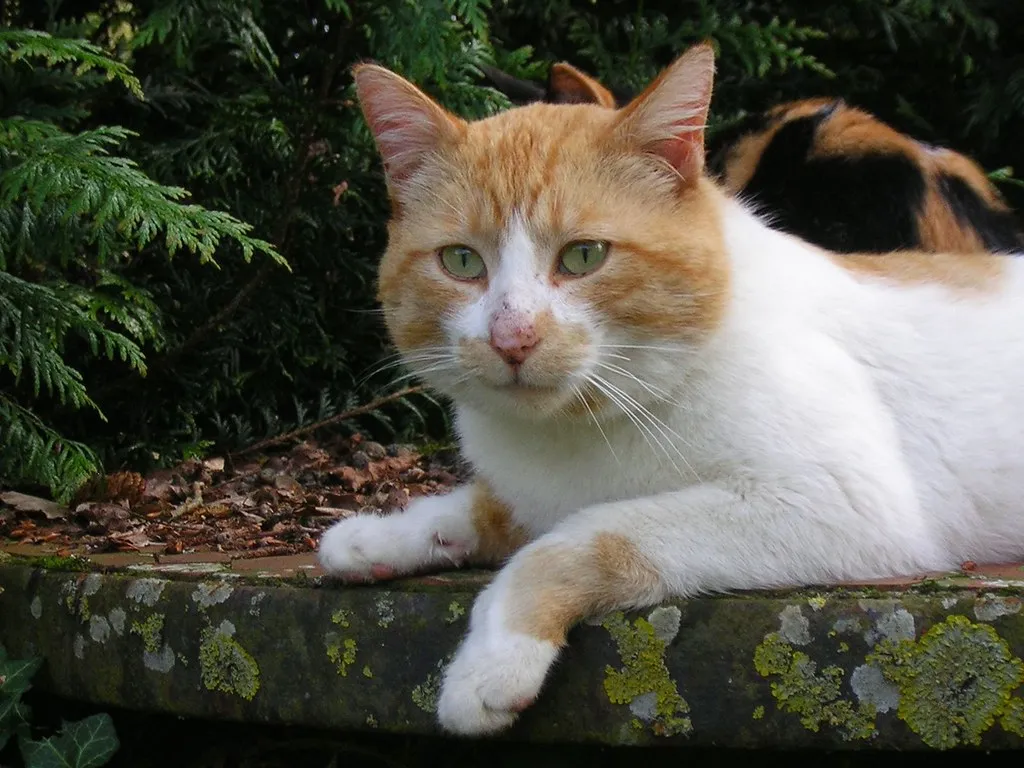 Warning Signs of Chemical Poisoning in Pets (zenera, Flickr, CC BY-SA 2.0)