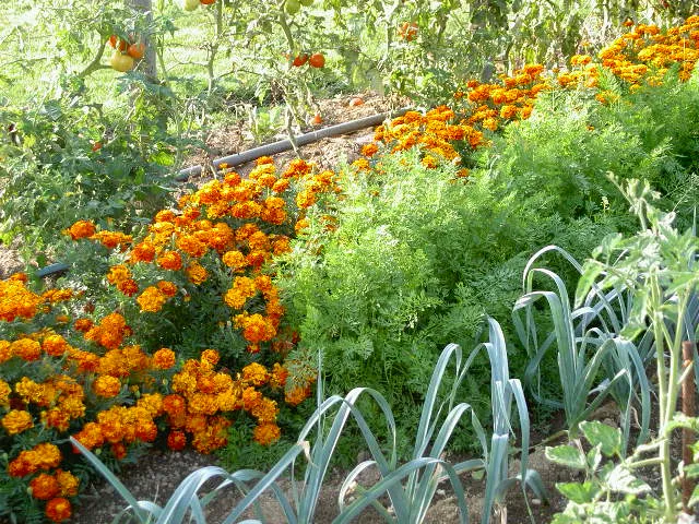 Building the Ideal Tomato Companion Bed (Transferred from fr.wikipedia; transferred to Commons by User:Padawane using CommonsHelper., CC BY-SA 3.0)