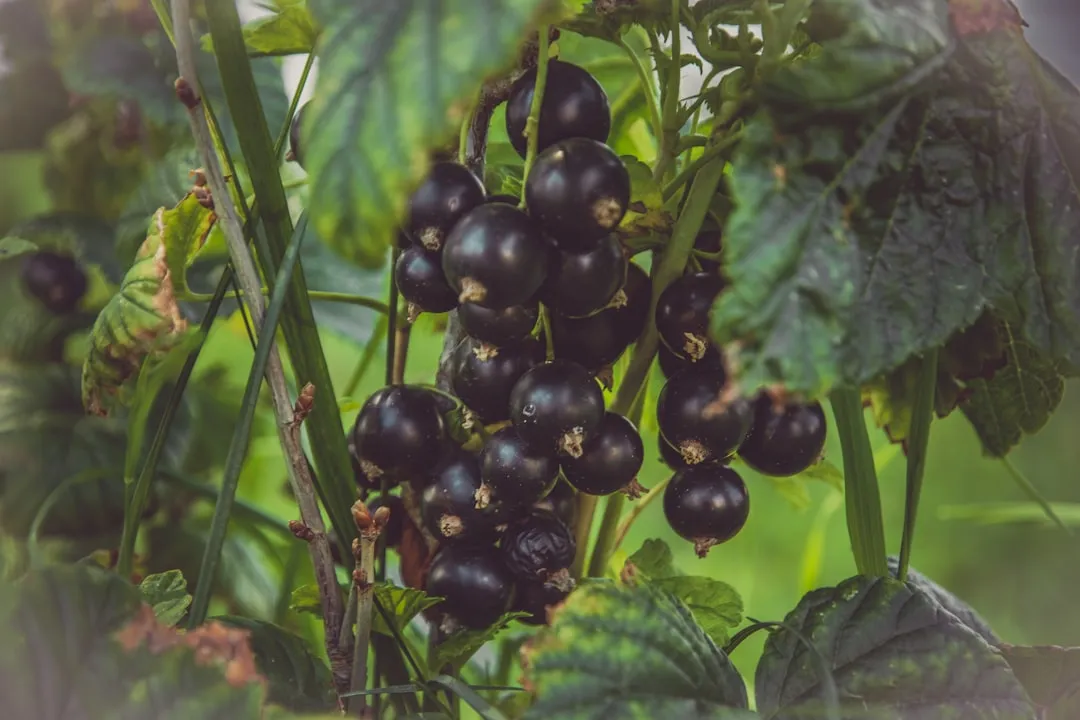 Black Currant: Compact, Manageable, and Intensely Flavorful (Image Credits: Unsplash)