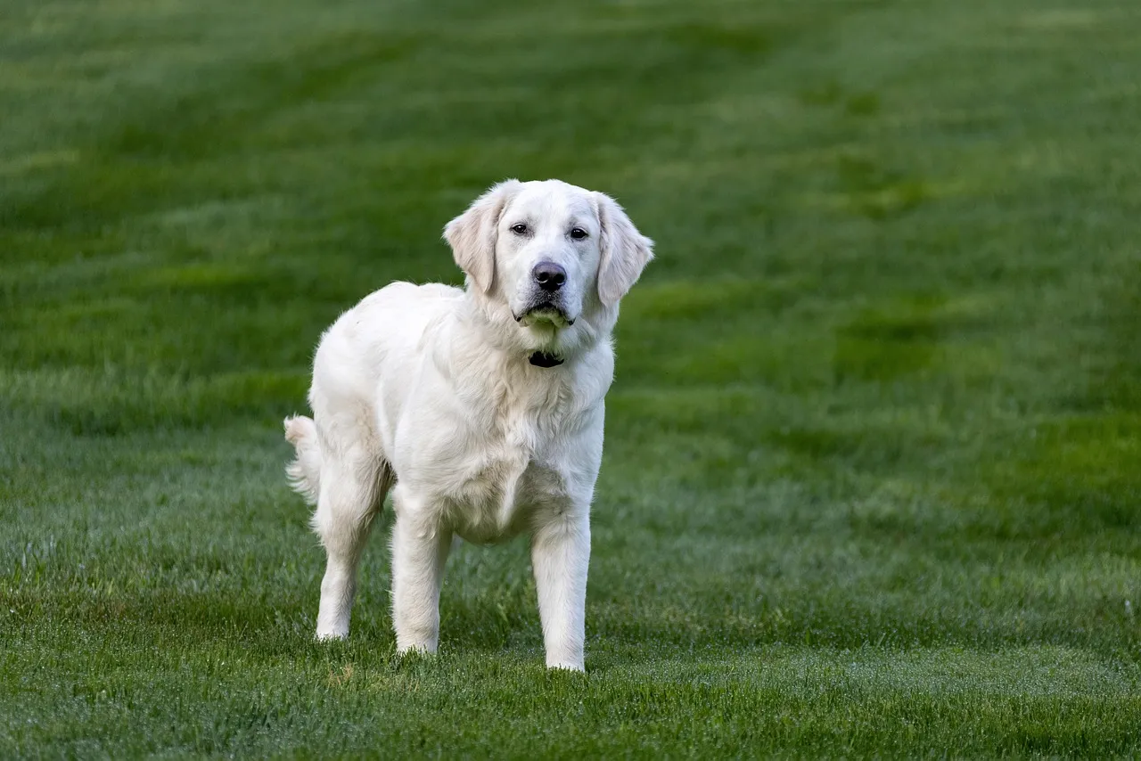 Safer Alternatives for a Pet-Friendly Garden (Image Credits: Pixabay)