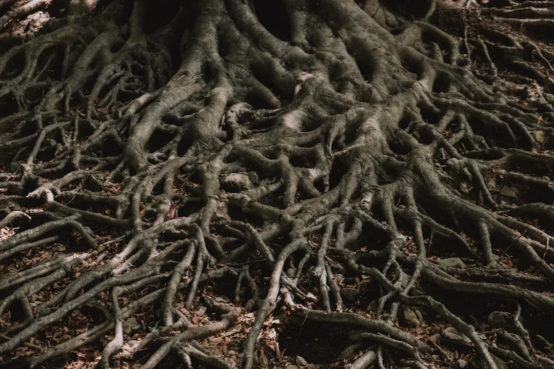 The Science of Root Architecture Plasticity (Image Credits: Unsplash)