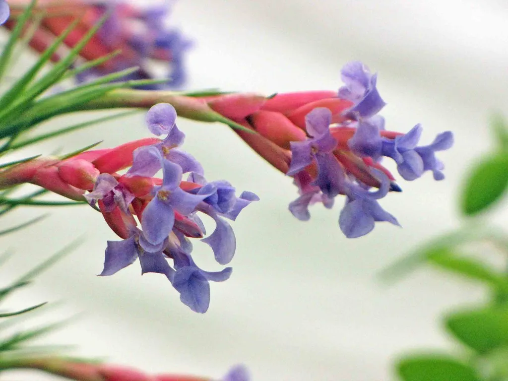 Tillandsia Aeranthos: The Urban Wanderer (阿橋 KHQ, Flickr, CC BY-SA 2.0)