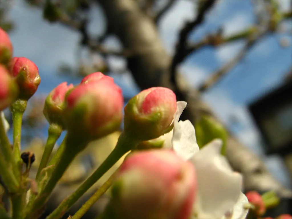 Bud Timing: A Strategy Built Over Millennia (Marinyu.., Flickr, CC BY 2.0)