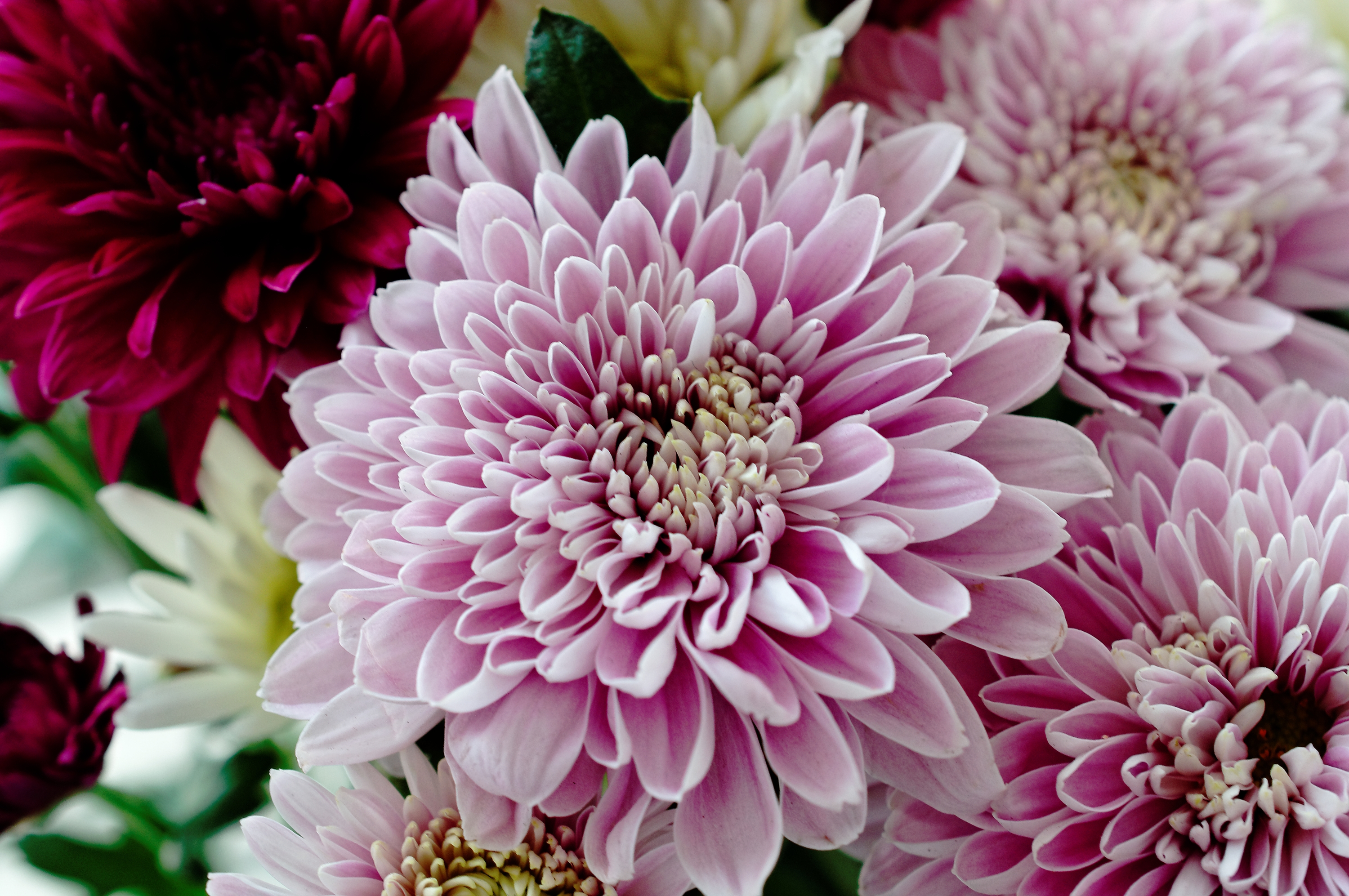 The Surprising Flower Florists Say Lasts Twice as Long