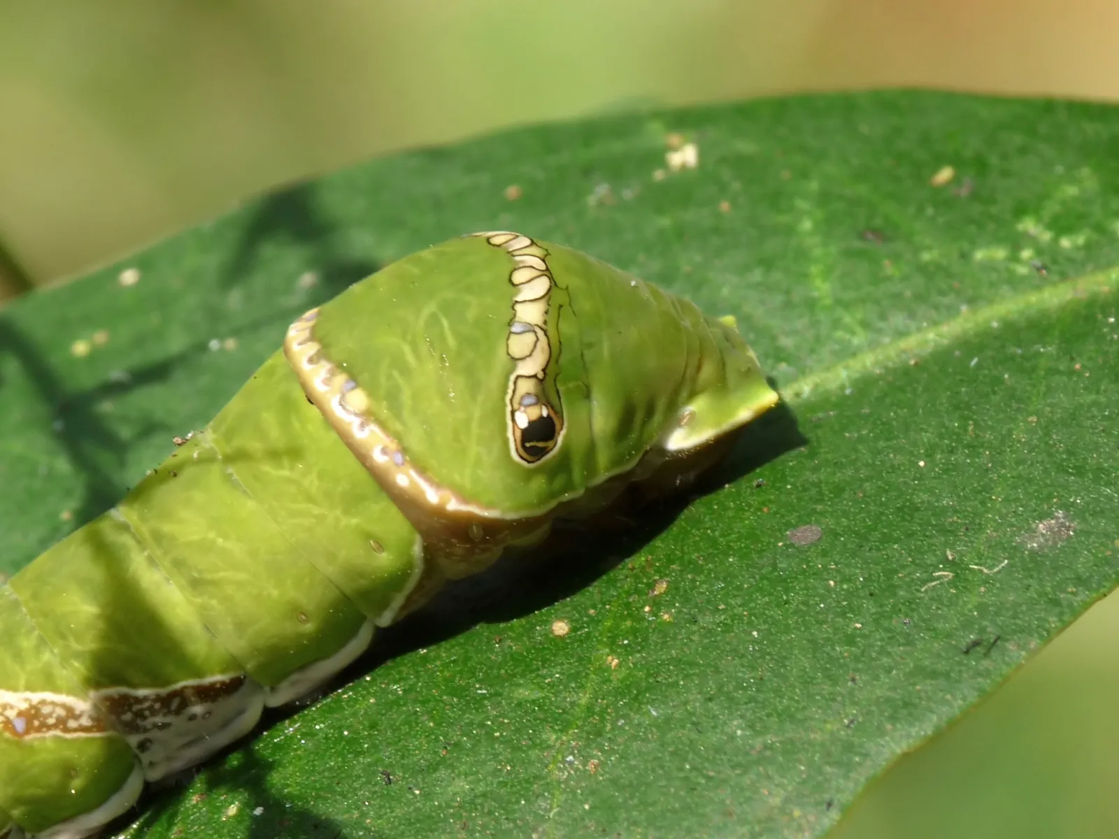 The Asian Swallowtail and Its Genetic Switch (By Jeevan Jose, Kerala, India, CC BY-SA 4.0)