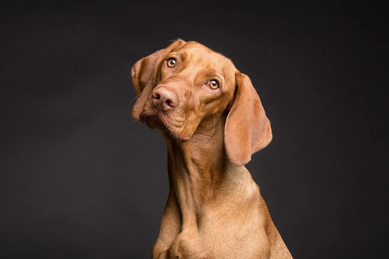 Sex Differences: Male Dogs Tilt More, and Further Right (Image Credits: Pixabay)