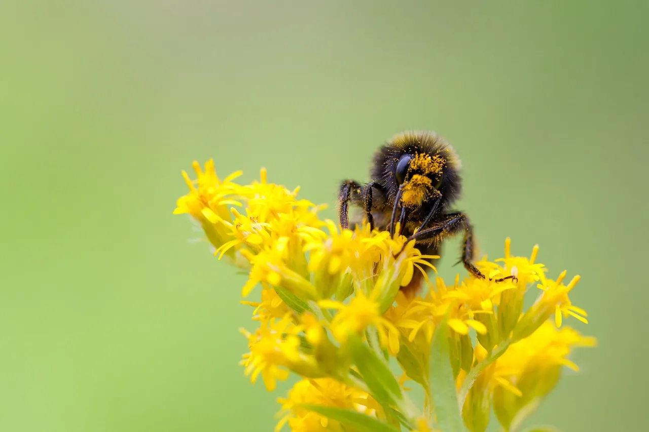 5. Goldenrod (Solidago spp.) (Image Credits: Pixabay)