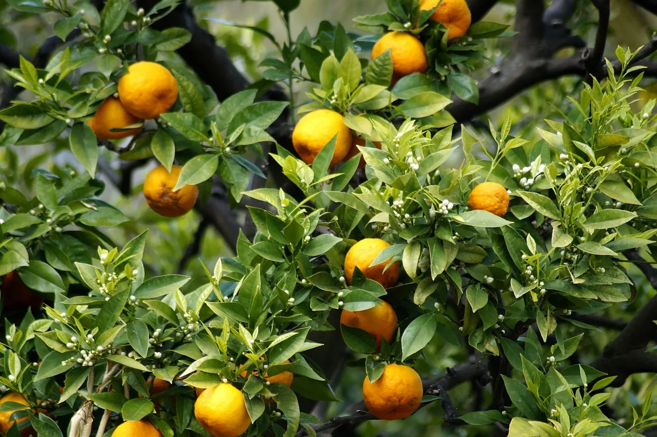 4. Citrus Trees (Citrus spp.): Blossom Perfume That Rivals Anything (Image Credits: Pixabay)