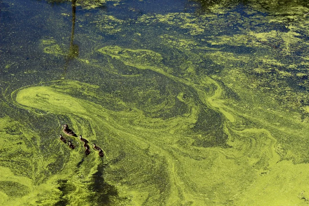 Algae Blooms Play a Central Role (Image Credits: Unsplash)