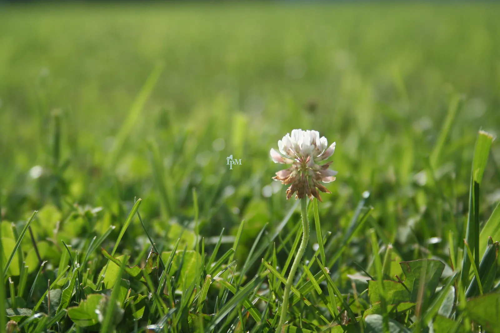 How Clover Actually Moves In (White clover, CC BY 2.0)