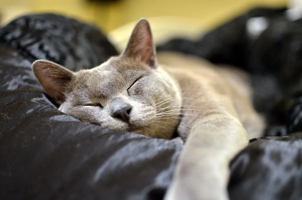 4. Burmese: The Breed Most Likely to Follow You Everywhere (olliethebastard, Flickr, CC BY 2.0)