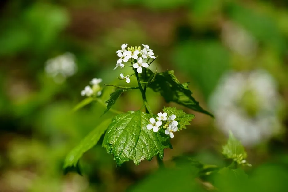 The Garlic Mustard Problem in Forest Ecosystems (Image Credits: Pexels)