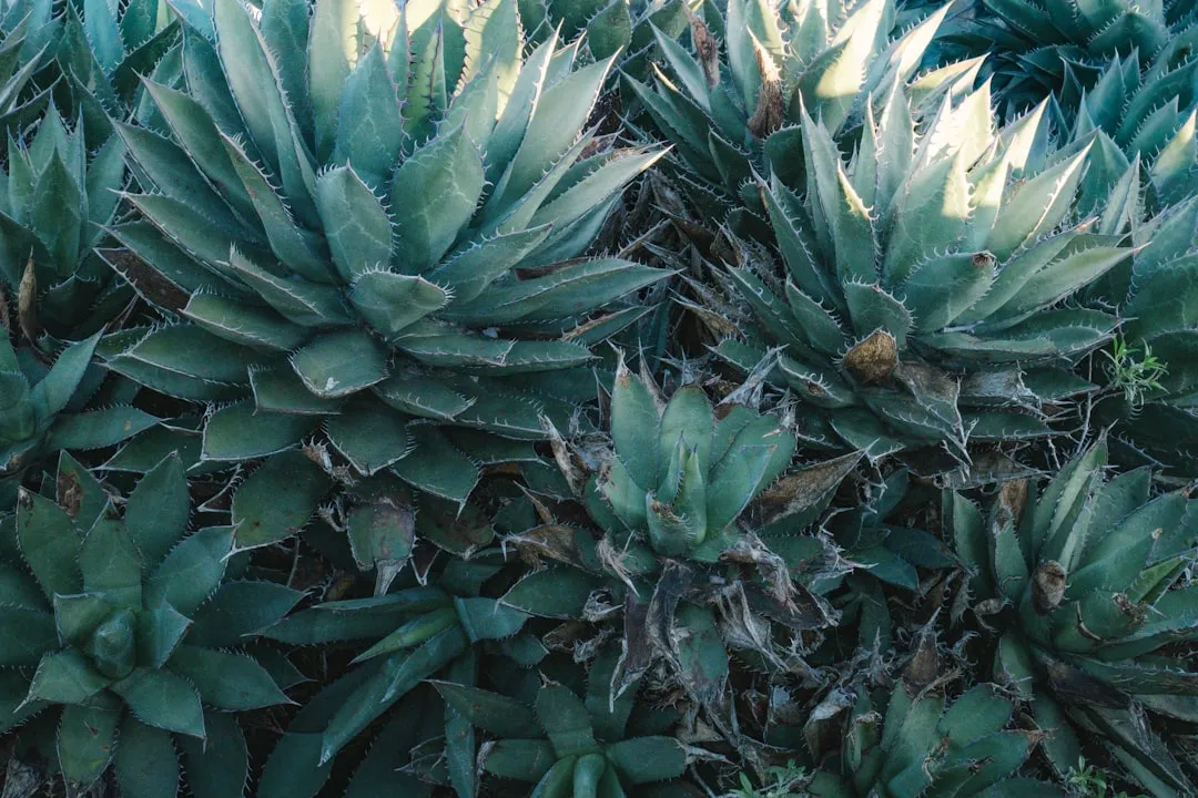 Statement Plant #1: Agave (Agave attenuata and Coastal Varieties) (Image Credits: Unsplash)