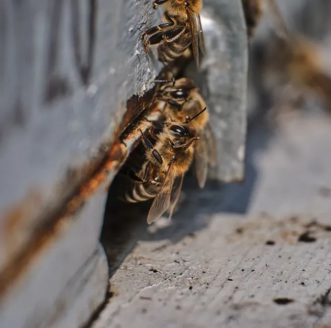 What the Waggle Dance Actually Does (Image Credits: Pexels)