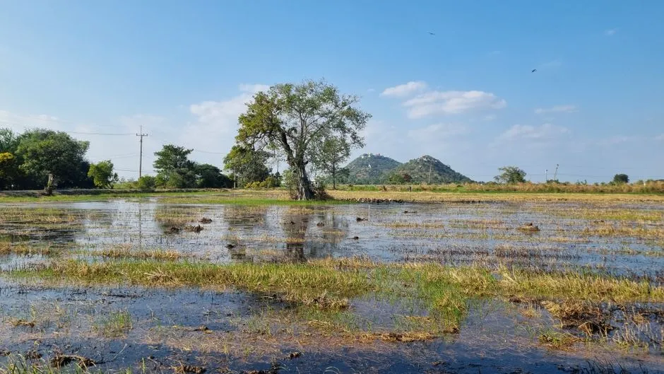 Assess Soil Drainage and Moisture Levels (Image Credits: Pexels)